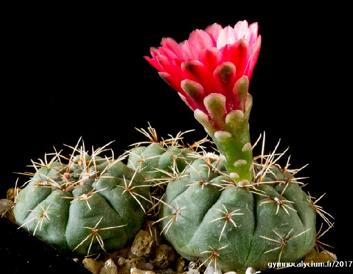 Gymnocalycium schreiteri L439 Sierra Medina 1200-1500m Tucuman JJ Houdre